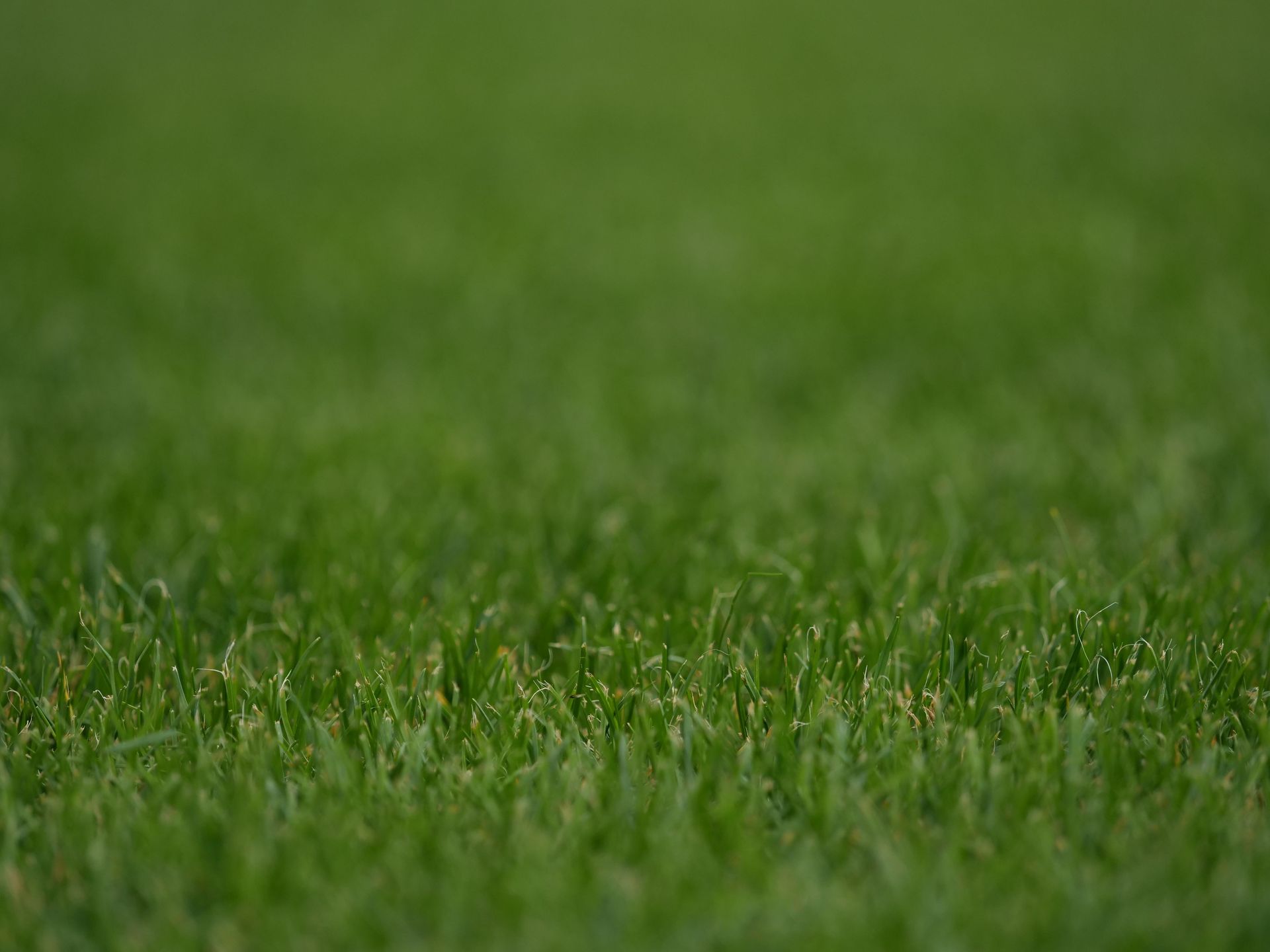 Close-up view of lush green grass suitable for sports fields and landscaping projects.